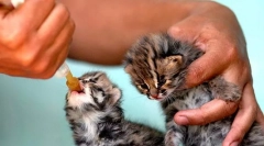 Як витирати кошеня без кішки: секрети молочної дієти для дітей